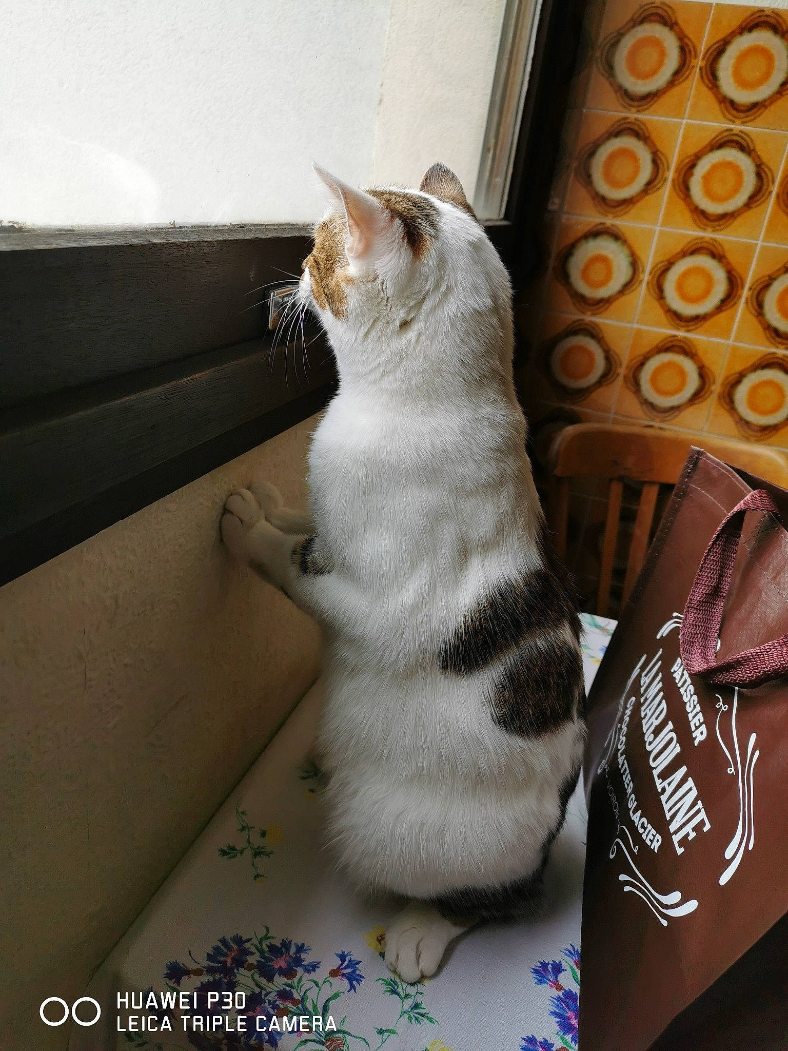 Prince a rejoint le concours — aidez-le/la à gagner de superbes lots ! aegean_cat, american_shorthair, american_wirehair, asian, carnivore, cat, domestic_short_haired_cat, european_shorthair, fawn, felidae, fur, kitten, munchkin, polydactyl_cat, small_to_medium_sized_cats, whiskers