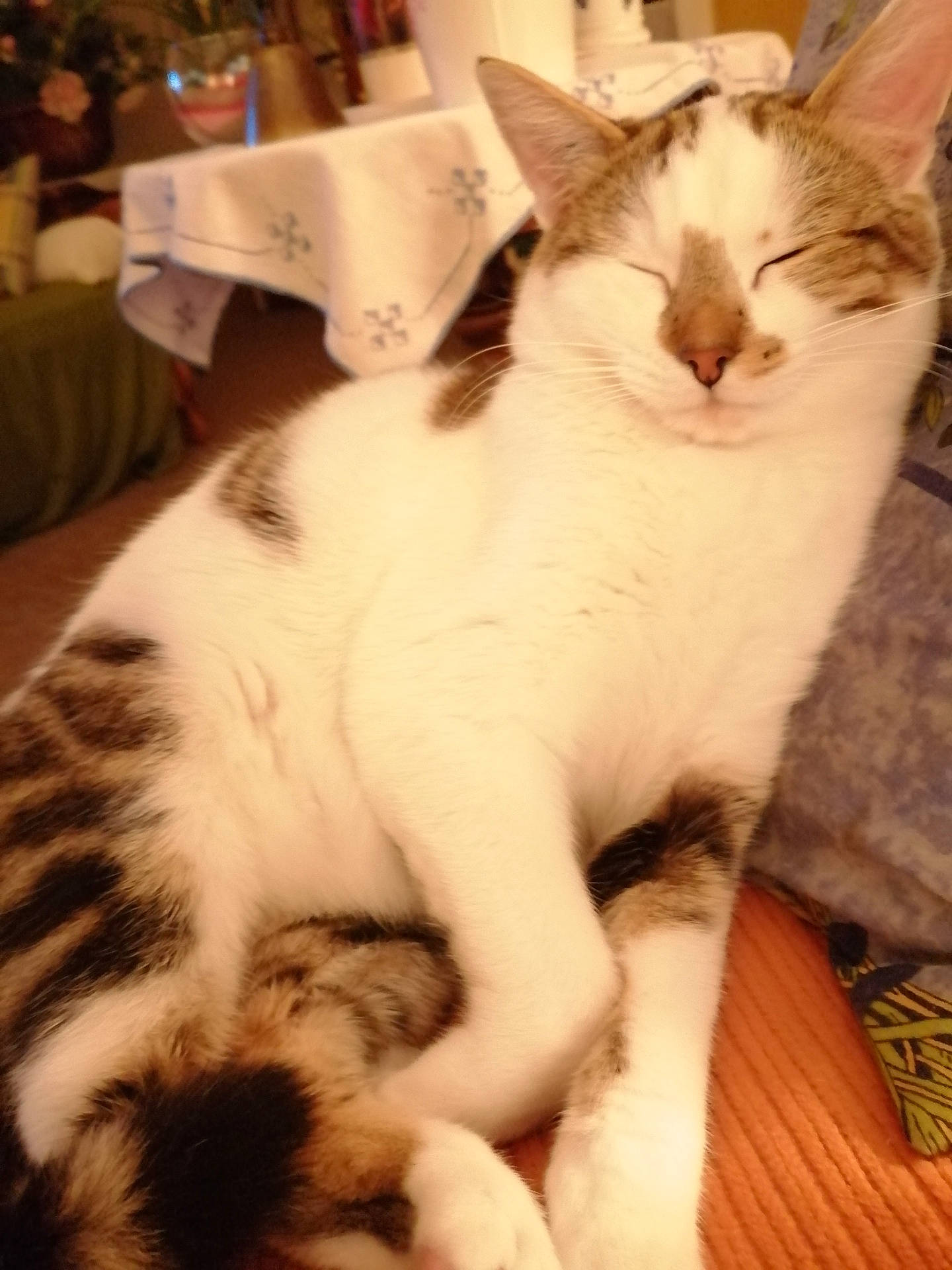 Prince a rejoint le concours — aidez-le/la à gagner de superbes lots ! aegean_cat, american_wirehair, asian, carnivore, cat, domestic_short_haired_cat, ear, european_shorthair, felidae, fur, kitten, mammal, polydactyl_cat, small_to_medium_sized_cats, tail, whiskers