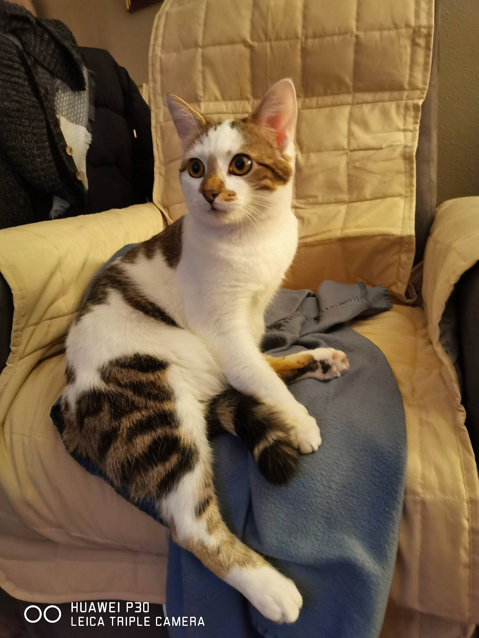 Prince participe au concours pour gagner de l'argent avec cette photo : aegean_cat, american_wirehair, arabian_mau, asian, carnivore, cat, domestic_short_haired_cat, european_shorthair, felidae, fur, kitten, leg, mammal, small_to_medium_sized_cats, tail, vertebrate, whiskers