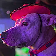 Lucy joined the competition — help win amazing prizes! accessory, animal, bright_colors, close_up, colorful, cute, dog, domestic_animal, fashion, focused, hat, indoors, mammal, neon_lighting, pet, portrait, red_collar, side_profile, vibrant, wearing_hat