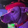 accessory, animal, bright_colors, close_up, colorful, cute, dog, domestic_animal, fashion, focused, hat, indoors, mammal, neon_lighting, pet, portrait, red_collar, side_profile, vibrant, wearing_hat