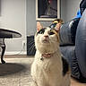 calico, cat, collar, couch, cozy, curious, cute, domestic_animal, floor, furniture, home, indoor, living_room, painting, pet, rug, sitting, table, wall_art, wood_floor