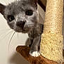 Milo joined the competition — help win amazing prizes! animal, brown_platform, cat, cat_tree, climbing, close_up, curious, cute, feline, gray_cat, household, indoor, kitten, pet, playful, scratching_post, soft_texture, whiskers, white_paws, young_cat