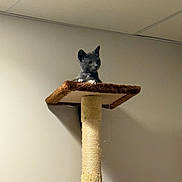 Milo is registered to the contest to win money with this photo: animal, cat, cat_tree, climbing, curious, domestic_cat, feline, fur, gray_cat, household, indoor, kitten, looking, paws, perched, pet, platform, scratching_post, vertical, wall