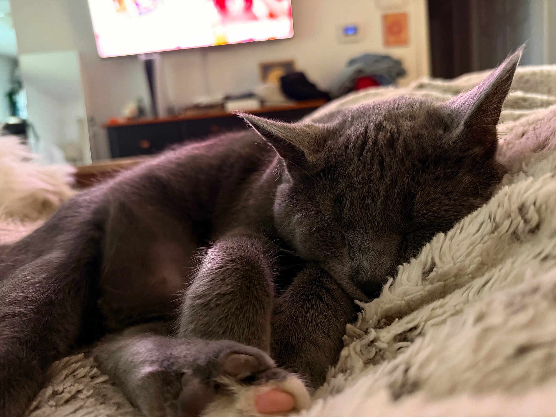 Milo joined the competition — help win amazing prizes! cat, sleeping, gray_cat, fluffy_blanket, cozy, indoor, close_up, pet, resting, soft_texture, feline, paw, relaxation, home, living_room, cute, domestic_animal, fur, nap, comfortable