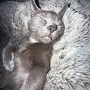 Milo is registered to the contest to win money with this photo: cat, sleeping, gray_cat, fluffy_blanket, cozy, pet, fur, whiskers, relaxed, indoor, cute, nap, animal, closeup, soft_texture, resting, mammal, feline, tongue_out, peaceful