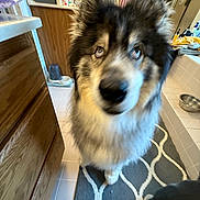 Jack is registered to the contest to win money with this photo: dog, fluffy, bathroom, rug, tile_floor, cabinet, sink, pet_bowl, fur, curious, indoor, blur, black, white, tan, large_dog, home, household_items, countertop, door