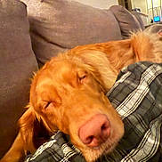 Cooper is registered to the contest to win money with this photo: dog, golden_retriever, sleeping, nose, pink_nose, sofa, couch, plaid_blanket, blanket, indoor, living_room, furry, ear, close_up, pet, relaxed, sleepy, portrait, domestic, cozy