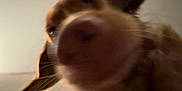 Cooper is registered to the contest to win money with this photo: dog, pet, close_up, snout, nose, ears, fur, brown_coat, whiskers, eye, indoor, ceiling_fan, blurry, low_light, portrait, upward_angle, playful, curious, muzzle, companion