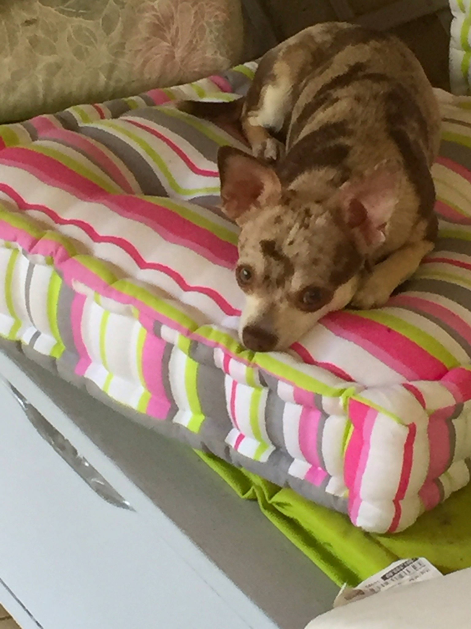 Laya participe au concours pour gagner de l'argent avec cette photo : bed, bed_sheet, bedding, canidae, carnivore, comfort, companion_dog, couch, dog, dog_breed, dog_supply, duvet, fawn, felidae, linens, pattern, sporting_group, terrestrial_animal, toy_dog, working_animal