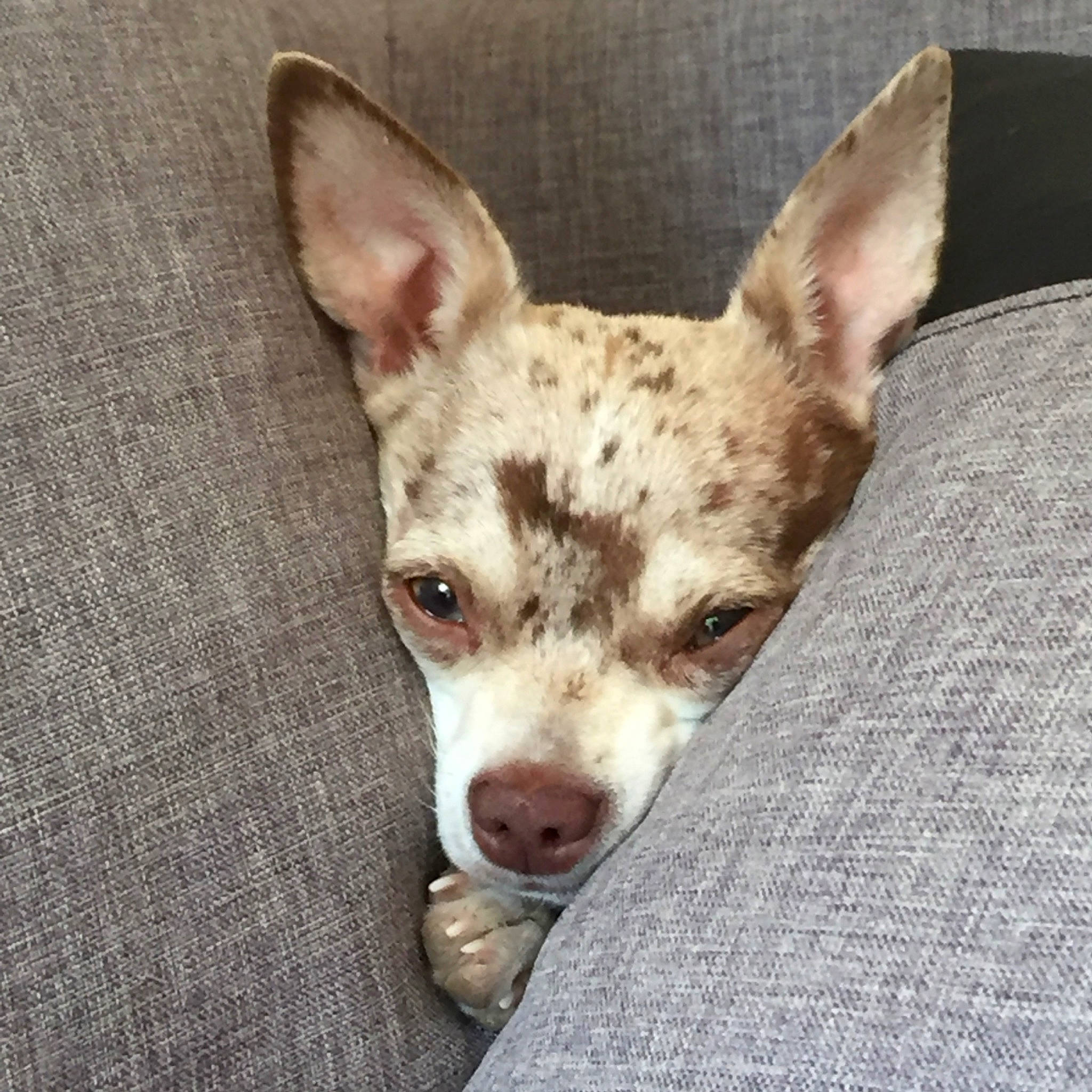 Laya participe au concours pour gagner de l'argent avec cette photo : canidae, carnivore, companion_dog, corgi_chihuahua, dog, dog_breed, ear, fawn, fur, koolie, non_sporting_group, paw, snout, sporting_group, tail, terrestrial_animal, toy_dog, whiskers, working_animal