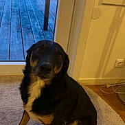 Bonnie participe au concours pour gagner de l'argent avec cette photo : animal, black, brown, canine, carpet, cozy, dog, door, evening, floor, glass_door, home, indoor, looking_up, pet, quiet, tail, white, window, wooden_floor