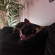 Rocky joined the competition — help win amazing prizes! cat, calico_cat, pet, feline, animal, whiskers, ears, eyes, indoor, couch, sofa, dark_furniture, houseplant, tropical_plant, shadows, portrait, close_up, relaxed, lounging, home_decor