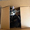 cat, calico_cat, pet, animal, cardboard_box, box, indoors, green_eyes, whiskers, ears, fur, black_fur, orange_fur, white_fur, lying_down, sitting, portrait, close_up, home, cozy