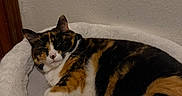 Rocky joined the competition — help win amazing prizes! cat, calico_cat, pet, animal, sleepy, relaxed, lying_down, pet_bed, plush_bed, white_fur, black_fur, orange_fur, whiskers, ears, indoor, home, cozy, portrait, photograph, resting