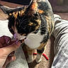 cat, tortoiseshell_cat, white_chest, pet, animal, whiskers, ears, fur, standing, curious, treat, hand, manicure, nail_art, indoor, home, carpet, sunlight, close_up, companion_animal