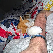 Mystic a rejoint le concours — aidez-le/la à gagner de superbes lots ! arm, bed, blanket, cat, colorful_bedding, comfort, cozy, cute, ginger_cat, human_pet_interaction, indoor, nighttime, patterned_blanket, paw, person, relaxation, resting, sleeping_cat, snuggling, white_cat