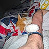 arm, bed, blanket, cat, colorful_bedding, comfort, cozy, cute, ginger_cat, human_pet_interaction, indoor, nighttime, patterned_blanket, paw, person, relaxation, resting, sleeping_cat, snuggling, white_cat