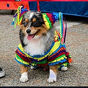 Jackson Darcy is registered to the contest to win money with this photo: dog, costume, colorful, piñata, pet, animal, outdoor, pavement, tongue_out, cute, small_dog, fur, happy, playful, festival, dress_up, footwear, shoe, celebration, party