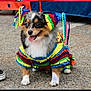 dog, costume, colorful, piñata, pet, animal, outdoor, pavement, tongue_out, cute, small_dog, fur, happy, playful, festival, dress_up, footwear, shoe, celebration, party