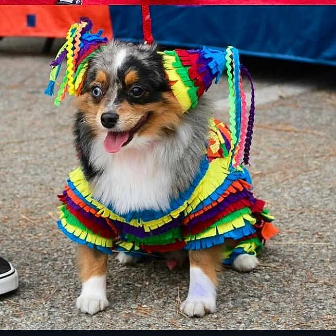 Jackson Darcy is registered to the contest to win money with this photo: animal, celebration, colorful, costume, cute, dog, dress_up, festival, footwear, fur, happy, outdoor, party, pavement, pet, piñata, playful, shoe, small_dog, tongue_out
