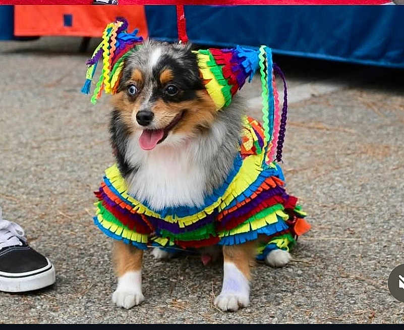 Jackson Darcy is registered to the contest to win money with this photo: dog, costume, colorful, piñata, pet, animal, outdoor, pavement, tongue_out, cute, small_dog, fur, happy, playful, festival, dress_up, footwear, shoe, celebration, party