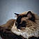 Aslan