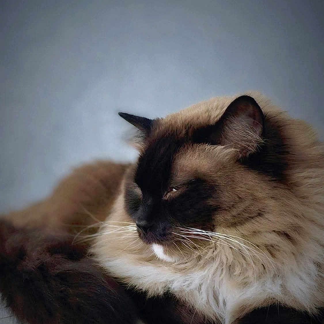 Aslan participe au concours pour gagner de l'argent avec cette photo : animal, calm, cat, closeup, cozy, cute, domestic, feline, fluffy, fur, indoor, mammal, paw, pet, portrait, relaxed, resting, sleepy, soft, whiskers