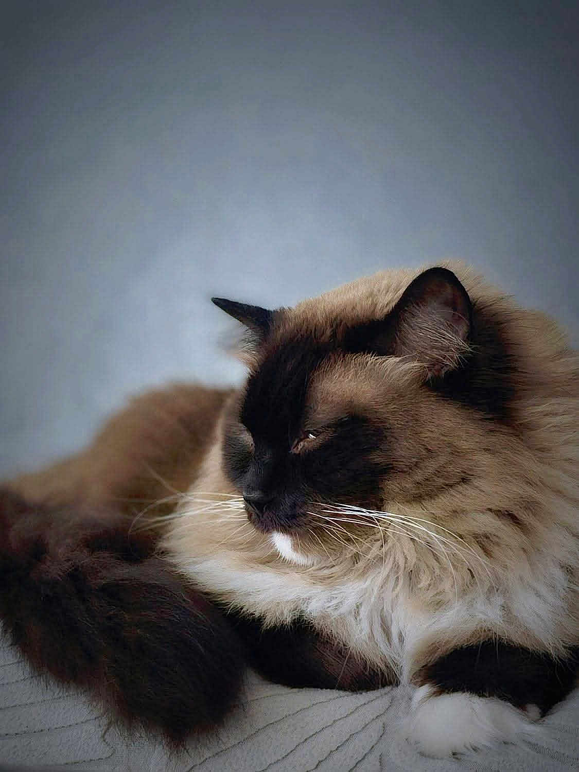 Aslan