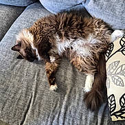 Aslan participe au concours pour gagner de l'argent avec cette photo : cat, fluffy, sleeping, couch, gray, pillow, indoor, pet, relaxed, fur, cozy, home, animal, resting, whiskers, tail, four_legs, soft, domestic, feline