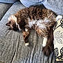 cat, fluffy, sleeping, couch, gray, pillow, indoor, pet, relaxed, fur, cozy, home, animal, resting, whiskers, tail, four_legs, soft, domestic, feline