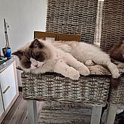 Willow a rejoint le concours — aidez-le/la à gagner de superbes lots ! cat, ragdoll, fluffy, wicker_chair, indoor, furniture, relaxed, lounging, pet, domestic_animal, wooden_floor, cozy, houseplant, box, table, cushion, paws, fur, resting, home