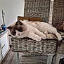 cat, ragdoll, fluffy, wicker_chair, indoor, furniture, relaxed, lounging, pet, domestic_animal, wooden_floor, cozy, houseplant, box, table, cushion, paws, fur, resting, home