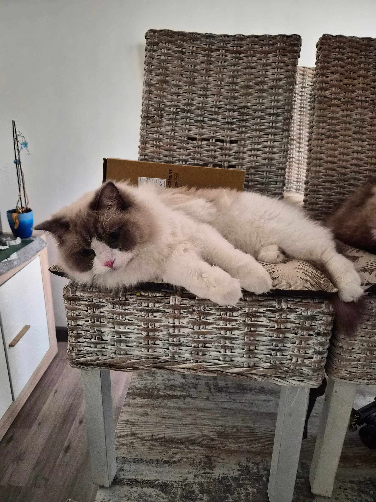 Willow a rejoint le concours — aidez-le/la à gagner de superbes lots ! cat, ragdoll, fluffy, wicker_chair, indoor, furniture, relaxed, lounging, pet, domestic_animal, wooden_floor, cozy, houseplant, box, table, cushion, paws, fur, resting, home