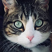 Sylvie Pares a rejoint le concours — aidez-le/la à gagner de superbes lots ! animal, cat, close_up, curious, cute, domestic_cat, ears, face, feline, focused, fur, green_eyes, indoor, looking, mammal, pet, pink_nose, portrait, tabby, whiskers
