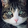 animal, cat, close_up, curious, cute, domestic_cat, ears, face, feline, focused, fur, green_eyes, indoor, looking, mammal, pet, pink_nose, portrait, tabby, whiskers