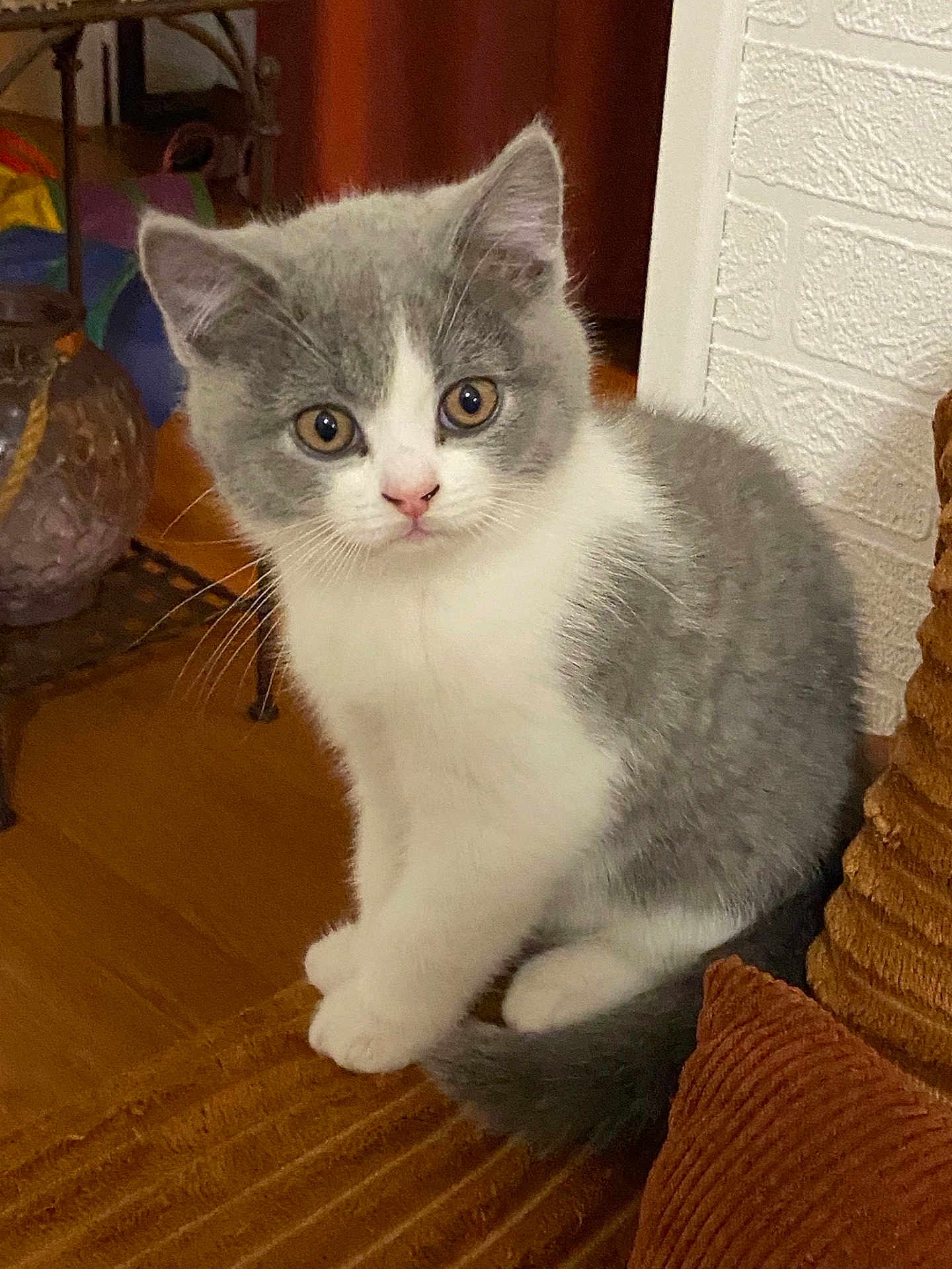 Anoki participe au concours pour gagner de l'argent avec cette photo : kitten, gray_and_white, cat, indoor, furniture, vase, curious, sitting, closeup, pet, young_animal, whiskers, floor, wall, home, cozy, soft, cute, animal, portrait
