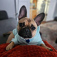 Maisy joined the competition — help win amazing prizes! adorable, animal, blanket, comfort, cozy, curious, cute, dog, ears, face, french_bulldog, fur, hoodie, indoor, living_room, looking, pet, puppy, red, soft