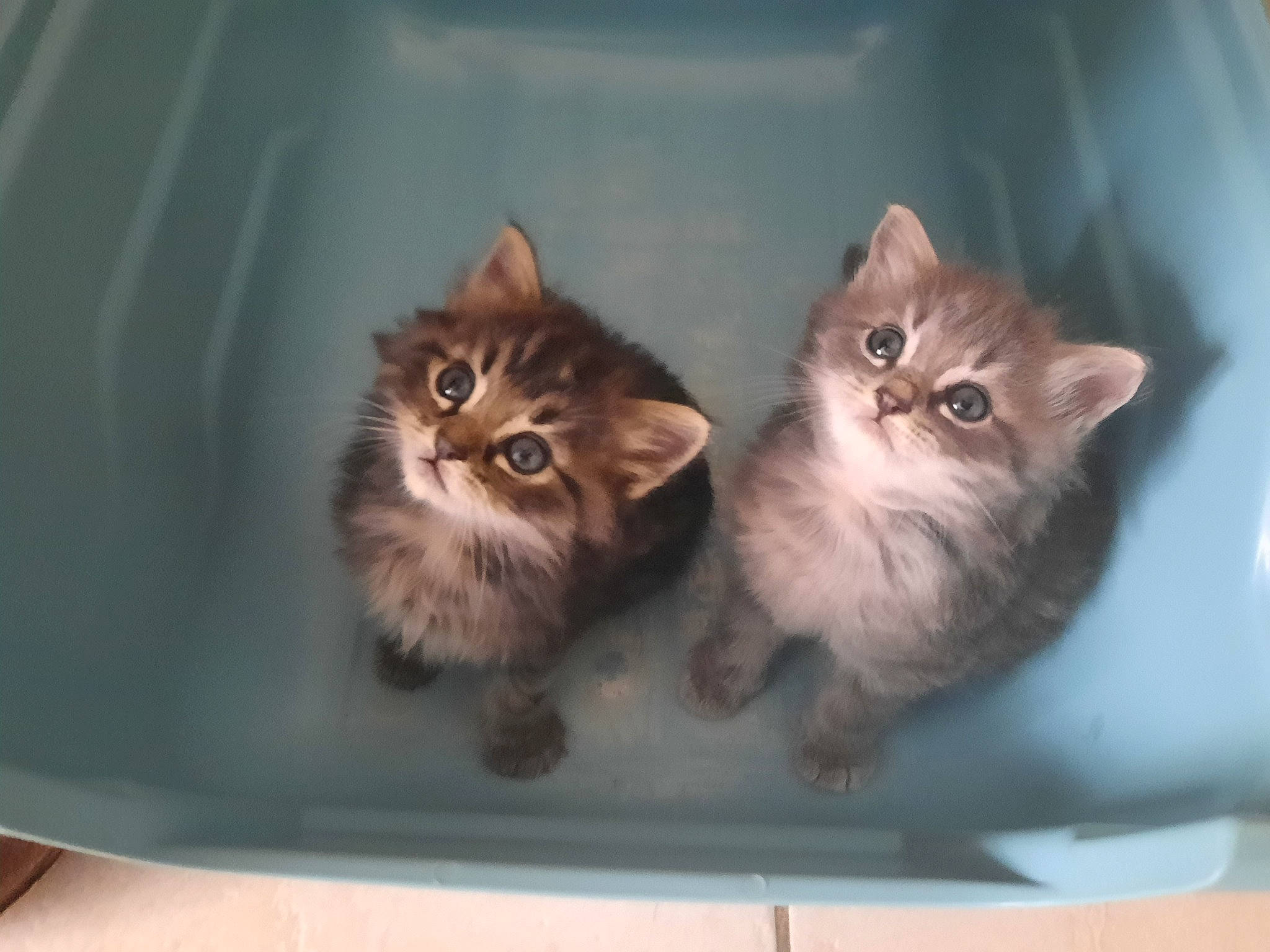 Taz Et Tigrou a rejoint le concours — aidez-le/la à gagner de superbes lots ! box, british_longhair, carnivore, cat, cat_supply, cat_toy, claw, domestic_short_haired_cat, fawn, felidae, fur, paw, photo_caption, small_to_medium_sized_cats, snout, tail, terrestrial_animal, whiskers, window