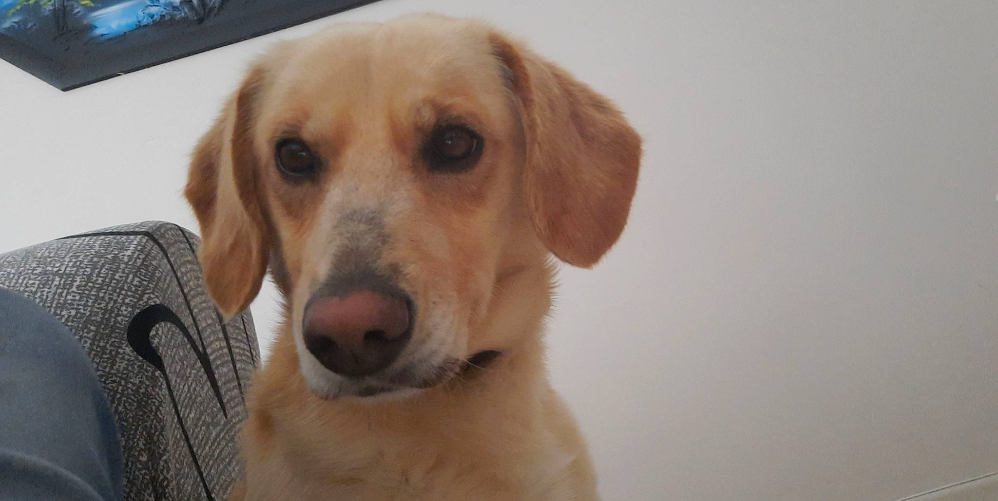 Audy participe au concours pour gagner de l'argent avec cette photo : canidae, carnivore, companion_dog, dog, dog_breed, ear, fawn, fur, hunting_dog, retriever, snout, sporting_group, whiskers, wood, working_animal