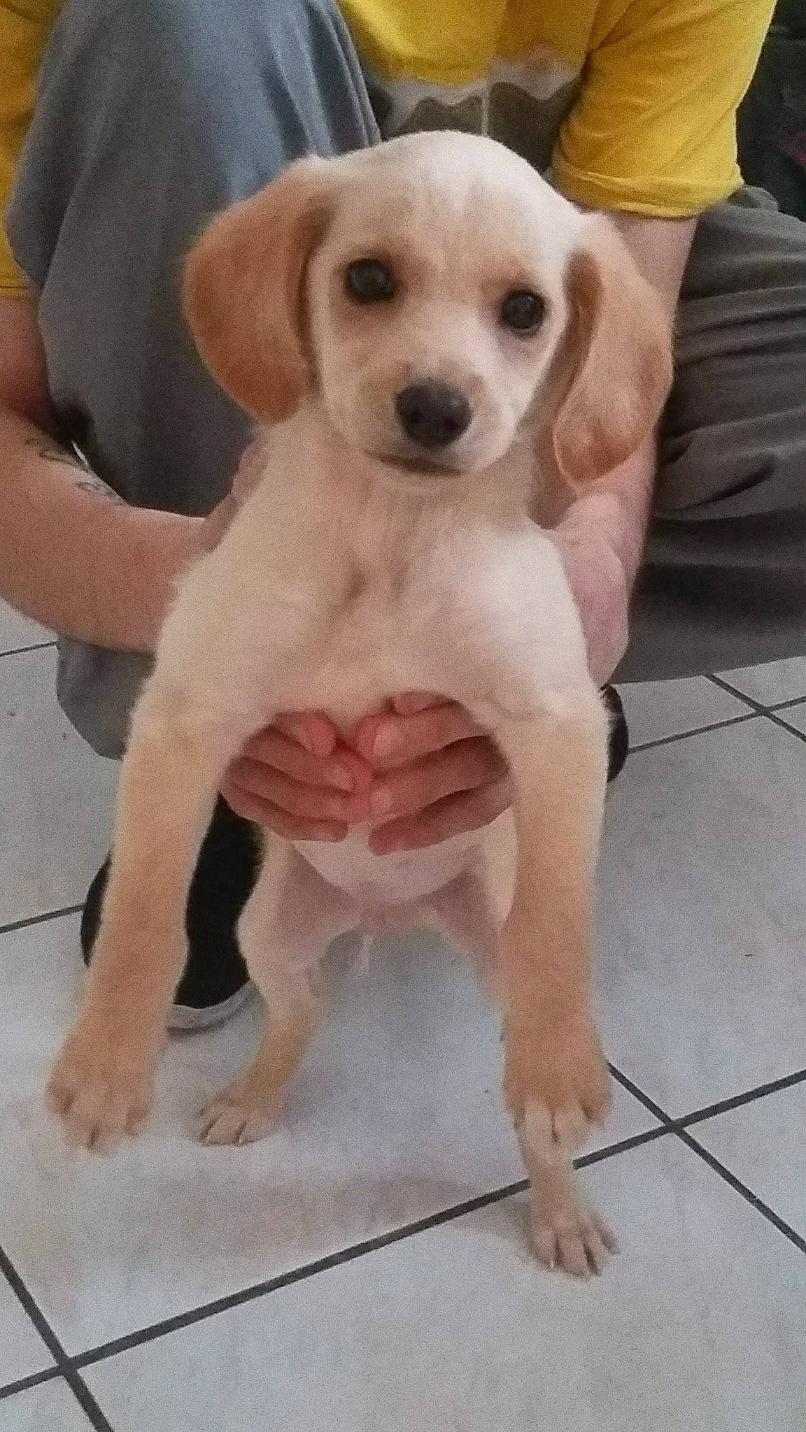 Audy a rejoint le concours — aidez-le/la à gagner de superbes lots ! ancient_dog_breeds, canidae, carnivore, companion_dog, dog, dog_breed, ear, fawn, flooring, foot, fur, paw, puppy_love, snout, sporting_group, tail, terrestrial_animal, tile_flooring, whiskers, working_animal