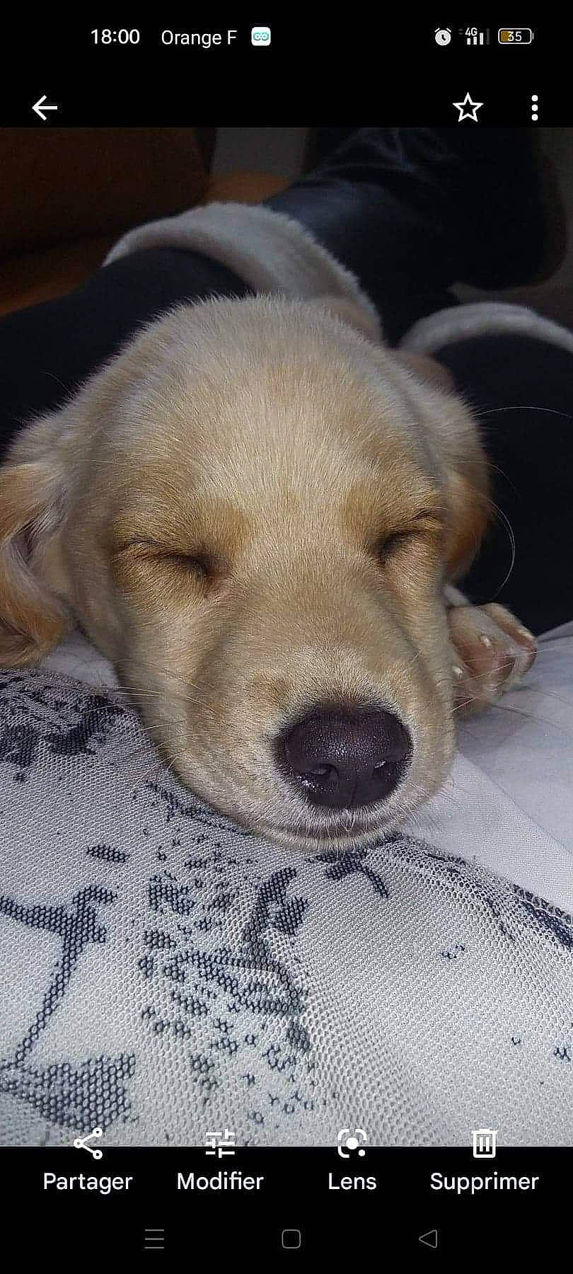 Audy participe au concours pour gagner de l'argent avec cette photo : canidae, carnivore, collar, comfort, companion_dog, dog, dog_breed, fawn, fur, golden_retriever, labrador_retriever, paw, pet_supply, retriever, snout, sporting_group, terrestrial_animal, whiskers, working_animal