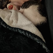 Hades a rejoint le concours — aidez-le/la à gagner de superbes lots ! cat, paw, blanket, cushion, fur, sleeping, cozy, indoor, resting, pink_paw, soft, warm, texture, black_and_white, animal, pet, relaxing, fur_texture, comfort, snuggling