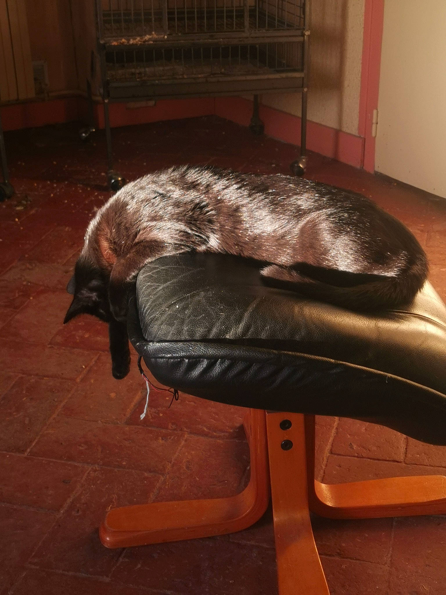 Azur a rejoint le concours — aidez-le/la à gagner de superbes lots ! bag, comfort, fashion_accessory, fender, flooring, fur, hardwood, hat, hide, home_appliance, leather, luggage_and_bags, metal, personal_protective_equipment, sculpture, stool, tail, terrestrial_animal, whiskers, wood