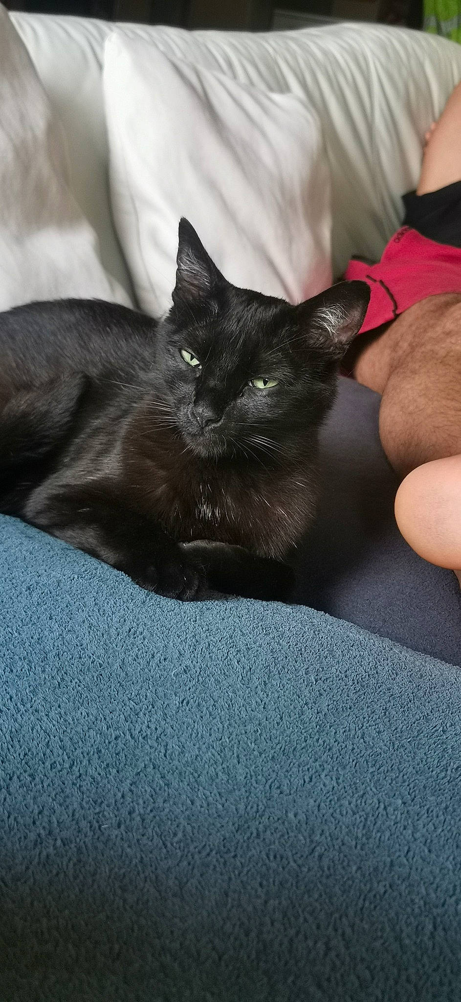 Azur a rejoint le concours — aidez-le/la à gagner de superbes lots ! black_cat, bombay, carnivore, cat, claw, comfort, domestic_short_haired_cat, elbow, felidae, fur, gesture, grey, human_leg, nail, sitting, small_to_medium_sized_cats, snout, thigh, whiskers, wrist