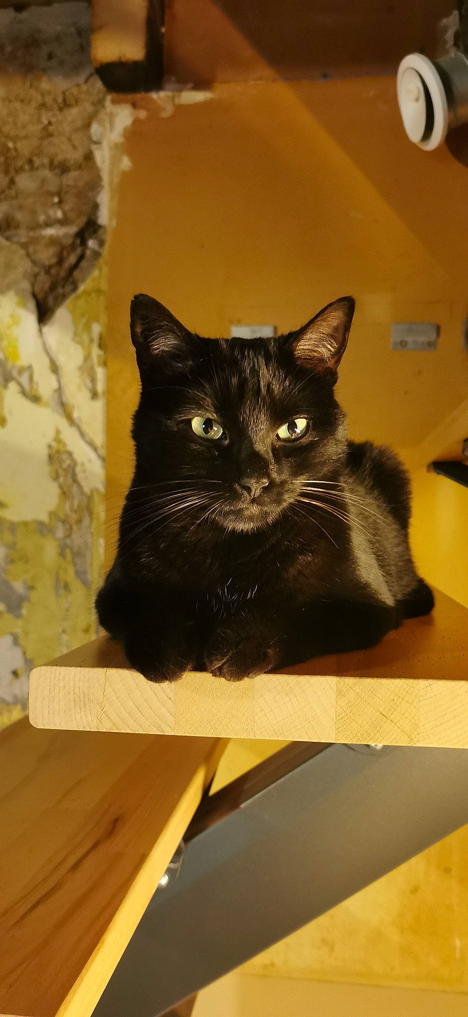 Azur participe au concours pour gagner de l'argent avec cette photo : black_cat, box, cardboard, carnivore, carton, cat, domestic_short_haired_cat, felidae, fur, hardwood, packaging_and_labeling, paper, paper_product, pet_supply, small_to_medium_sized_cats, snout, tail, terrestrial_animal, whiskers, wood