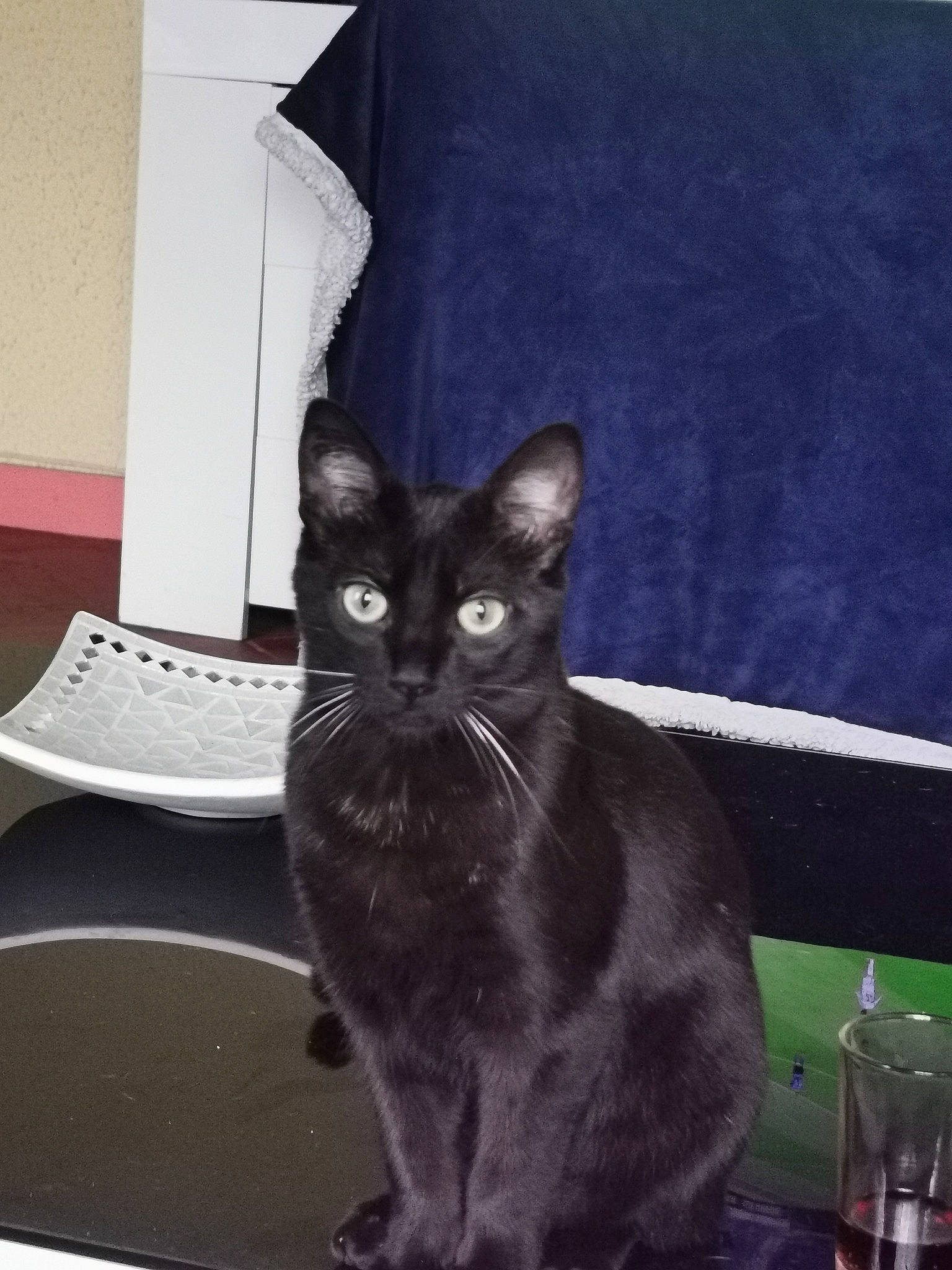 Azur participe au concours pour gagner de l'argent avec cette photo : black_cat, bombay, carnivore, cat, cat_supply, comfort, domestic_short_haired_cat, felidae, fur, pet_supply, room, small_to_medium_sized_cats, snout, tableware, tail, whiskers, window