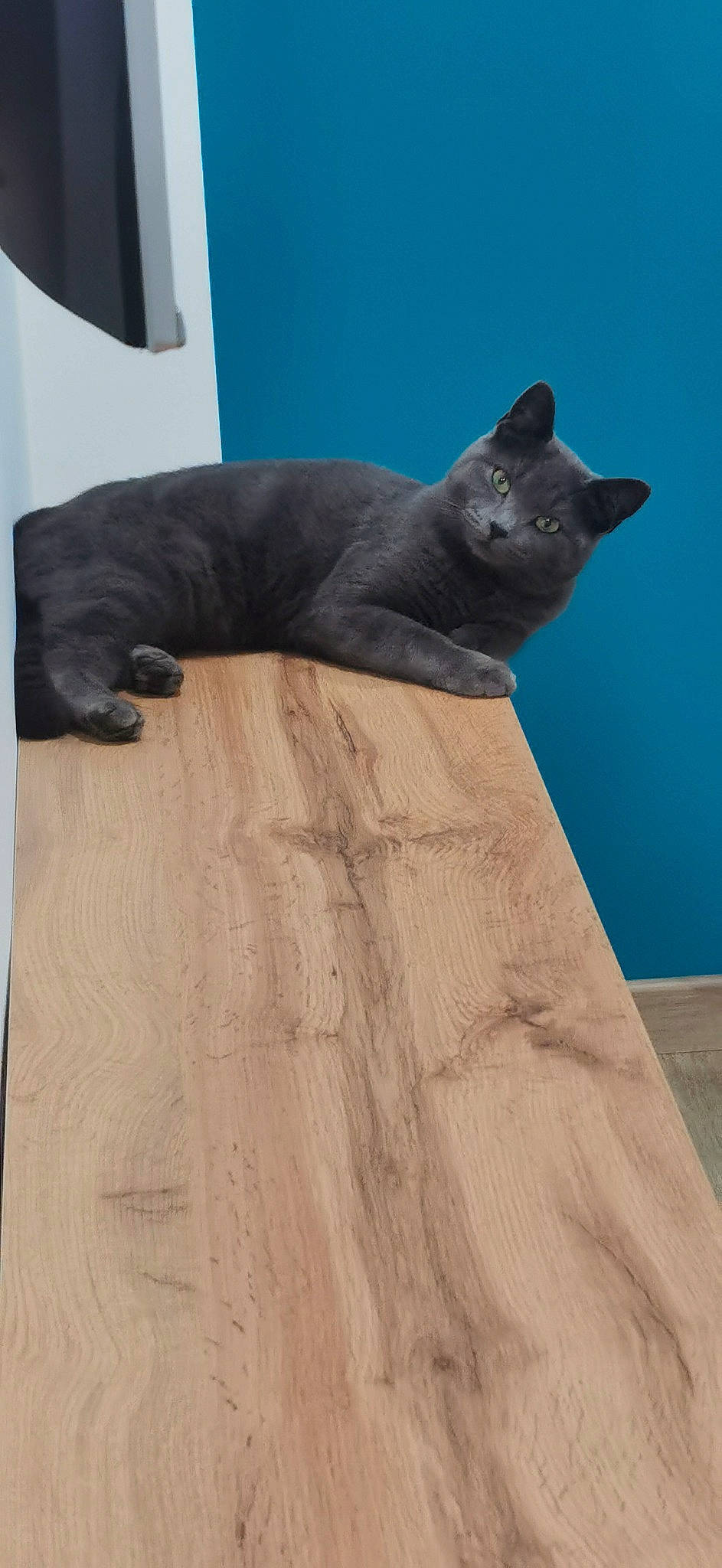 Isis participe au concours pour gagner de l'argent avec cette photo : black_cat, carnivore, cat, comfort, domestic_short_haired_cat, fawn, felidae, fur, grey, hardwood, russian_blue, sitting, small_to_medium_sized_cats, snout, tail, terrestrial_animal, tree, whiskers, window, wood