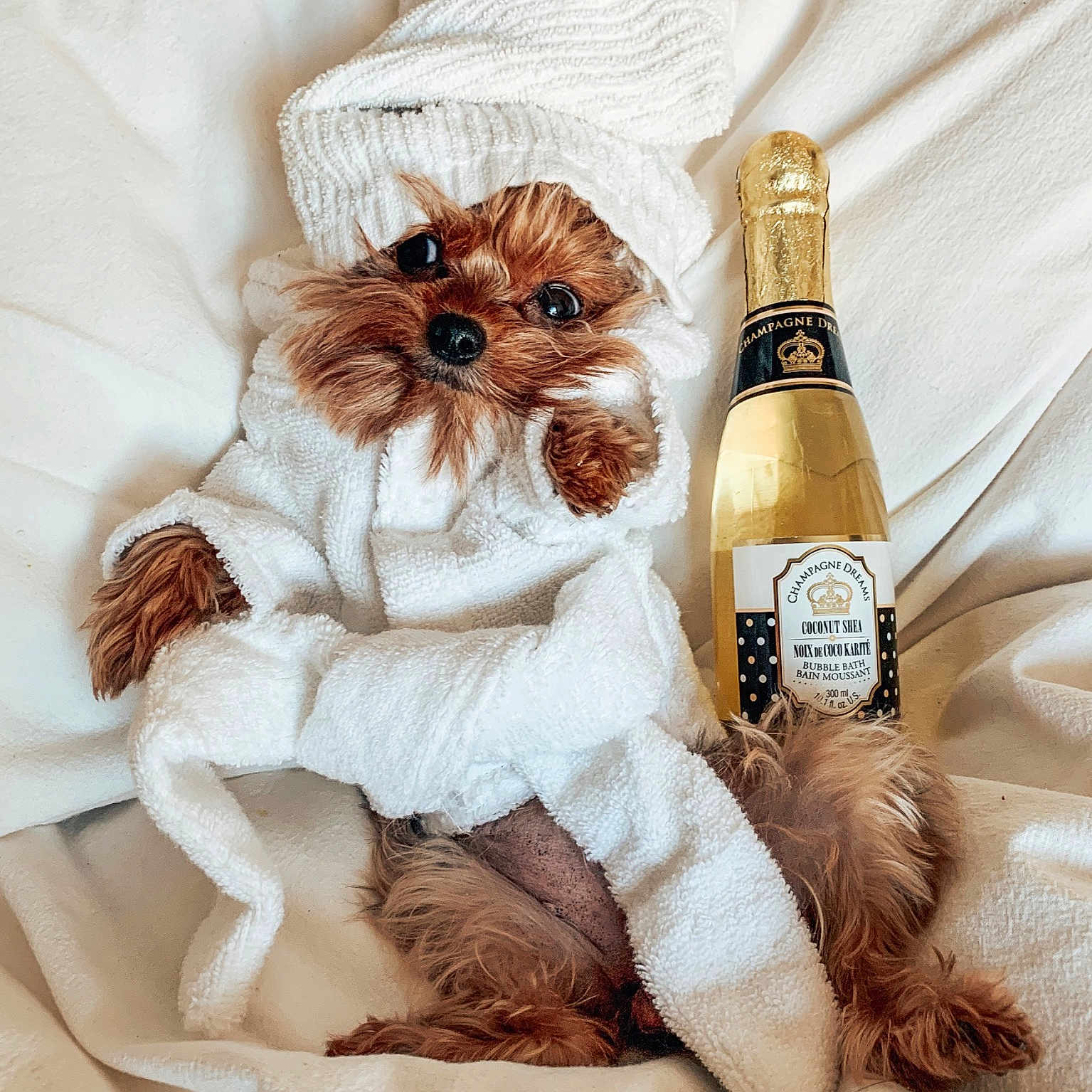 Daisy joined the competition — help win amazing prizes! canidae, companion_dog, puppy, shih_tzu, teddy_bear, yorkshire_terrier