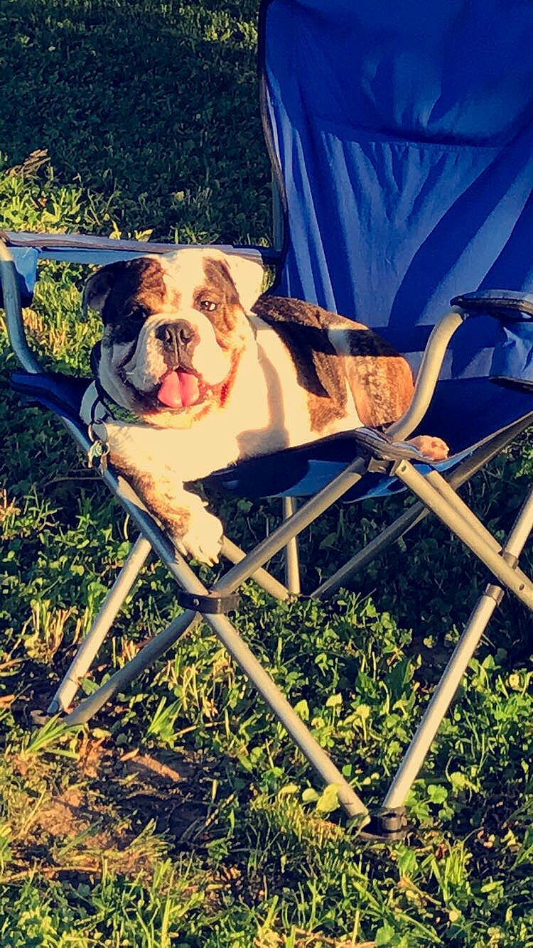 Boozer joined the competition — help win amazing prizes! blue, bulldog, canidae, carnivore, chair, companion_dog, dog, dog_breed, electric_blue, fawn, grass, leash, leisure, plant, snout, sporting_group, toy_dog, tree, working_animal, wrinkle
